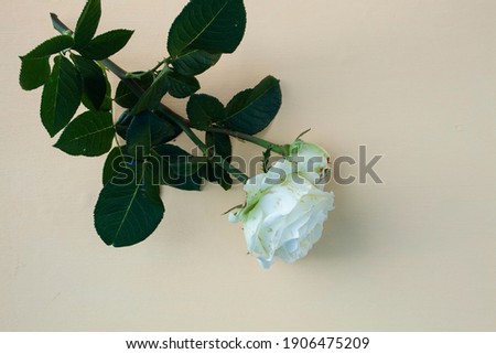 rose, white rose, white frame, yellow background, white rose on yellow background
