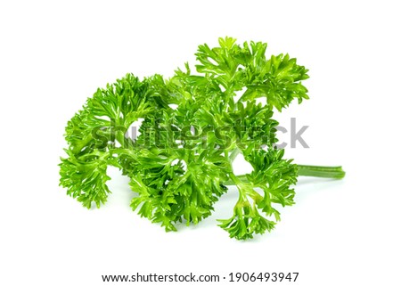 Parsley leaf or Petroselinum crispum leaves isolated on white background ,Green leaves pattern    Royalty-Free Stock Photo #1906493947