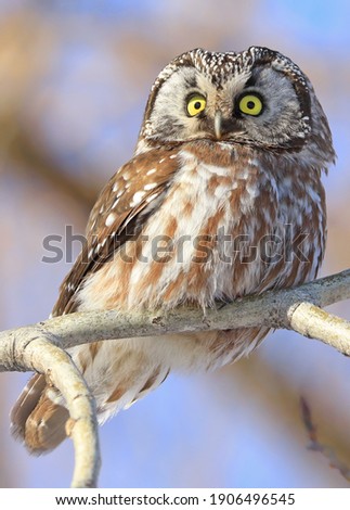 Northern Saw-whet Owl standing on a tree branch, Quebec, Canada