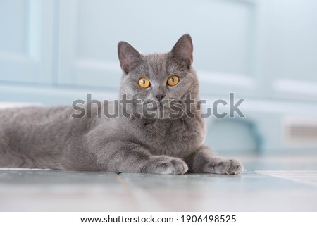 A young cute cat is resting on a wooden floor. British shorthair cat with blue-gray fur and yellow eyes Royalty-Free Stock Photo #1906498525