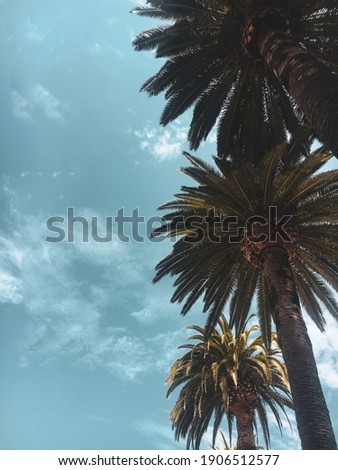 tall palm trees with blue cloudy sky