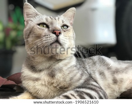 Adult grey stray Cat picture