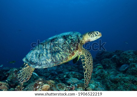 Sea turtle from New-Caledonia shoot with a Canon 5DMKII and subal housing