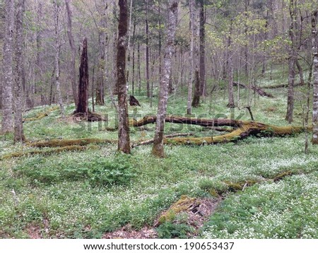 Spring on the forest floor in Great Smoky Mountains National Park