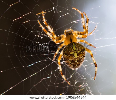 Close up macro of Araneus diadematus spider on a spider web Royalty-Free Stock Photo #1906544344