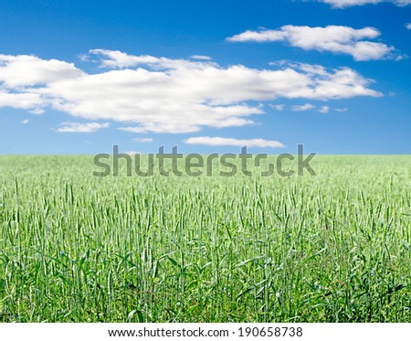 Green wheat on background sky with clouds