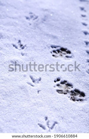 Traces of a bird in the snow in closeup. winter background.Steps on snow ground on the first snowy day of winter.