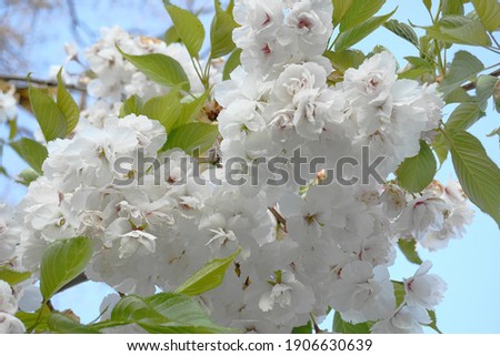 Delicate and beautiful Shirotae Cherry, Mount Fuji Cherry, blossom with white double layer flowers against blue sky background. Sakura blossom. Japanese cherry blossom.