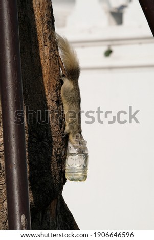 
A cute squirrel climb down from the tree to drink water in a plastic bottle attached to a tree in the public park of Bangkok, Thailand. The background of the picture is a white wall with sunlight.
