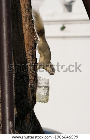 
A cute squirrel climb down from the tree to drink water in a plastic bottle attached to a tree in the public park of Bangkok, Thailand. The background of the picture is a white wall with sunlight.

