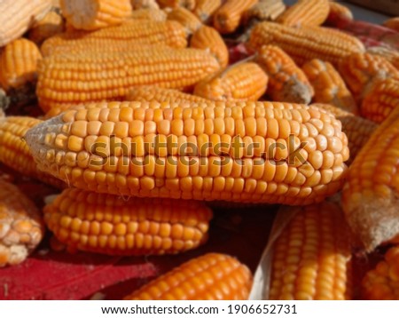 Close up capture of yellow corn. Photography of corn product. Pile of ripe corn after harvesting. Sweet corn picture. Used for food ingredients and lots of nutrients. Selective focus