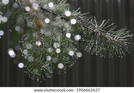Thin branches of a pine with long green needles are covered sparkling to water drops.Everything on darkly gray striped background.
