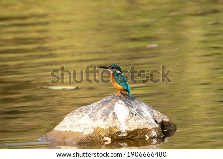 common kingfisher or Alcedo atthis is a small colorful and beautiful bird sitting on a rock in middle of water at ranthambore national park or tiger reserve rajasthan india