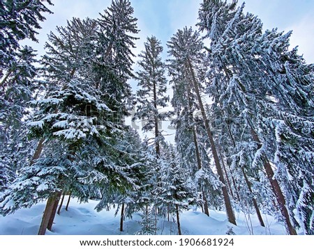 Single trees and mixed subalpine forest in the snow-covered glades of the Obertoggenburg region, Unterwasser - Canton of St. Gallen, Switzerland (Schweiz)