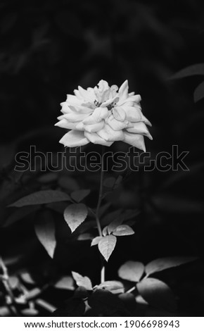 Pretty rose flower close up black and white photo.