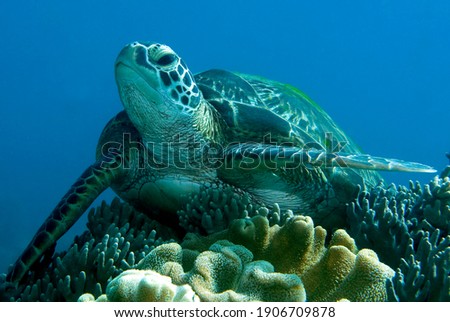 Green Sea Turtle resting on a coral. Underwater image taken scuba diving in Philippines.