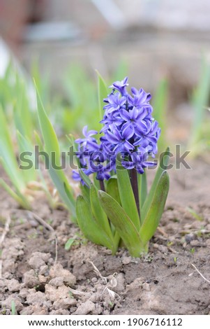 Purple hyacinth flowers in spring