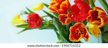 Red Yellow tulips flowers on blue background. Card for Mothers day, 8 March, Happy Easter. Waiting for spring. Greeting card. Flat lay, top view, wide composition, banner