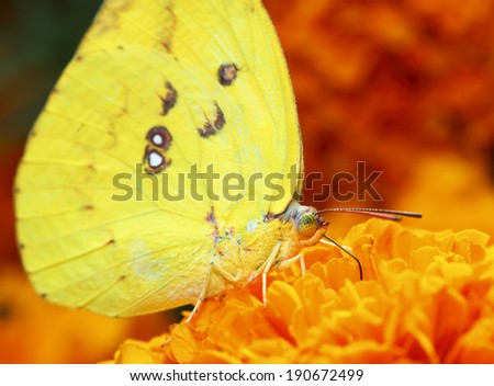 small and yellow butterfly on flower