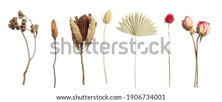 Set with beautiful dry flowers on white background, banner design Royalty-Free Stock Photo #1906734001