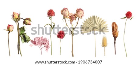 Set with beautiful dry flowers on white background, banner design Royalty-Free Stock Photo #1906734007
