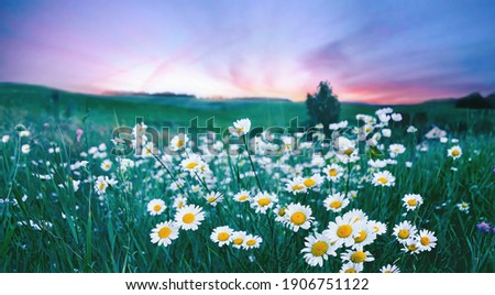 Many flowers meadow daisies in field in nature in evening at sunset. Natural landscape with beautiful sunset sky in blue pink and purple tones with soft selective focus.