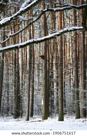 Forest winter landscape. Trees covered with snow in a mixed forest.