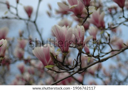 magnolia tree with flowers in the park 