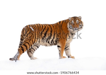 Tiger walking in the snow isolated on white background Royalty-Free Stock Photo #1906766434
