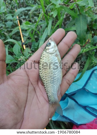 fish eat crickets.from kuala krai kelantan malaysia