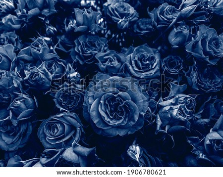 blue roses background for decor