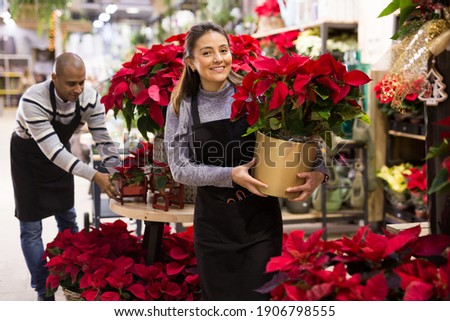 Friendly female flower shop owner offering blooming potted plants Poinsettias pulcherrima for sale Royalty-Free Stock Photo #1906798555