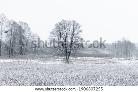 Winter Landscape outside Radom, Poland