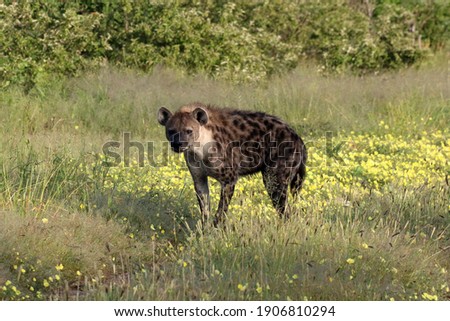 Spotted Hyena after good rain looking for food