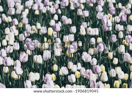 Spring meadow with a lot of multicolored violet and white tulip flowers, floral background