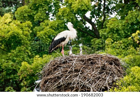 The stork nest with the family.
