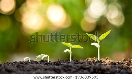 Shows the stages of trees growing on the ground in a rich natural environment. Ideas about natural plant growth and tree care. Royalty-Free Stock Photo #1906839595