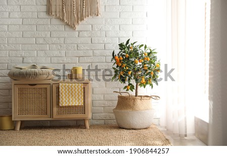 Stylish room interior with wooden cabinet and potted kumquat tree near white brick wall Royalty-Free Stock Photo #1906844257