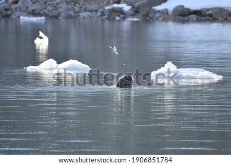 Walrus in water watching an Arctic tern flying over