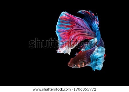 Halfmoon Betta fighting fish in Thailand on isolated black background. The moving moment beautiful of blue, red and white Siamese betta fish with copy space.