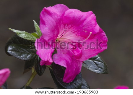 peony in spring