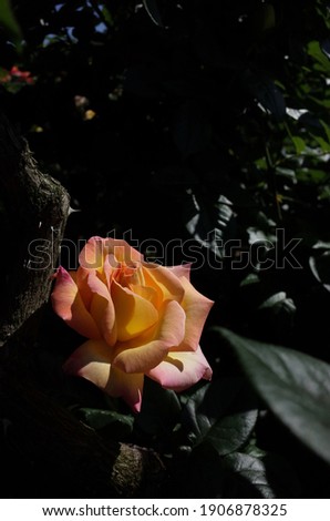 Yellow blend Flower of Rose 'Peace' in Full Bloom
