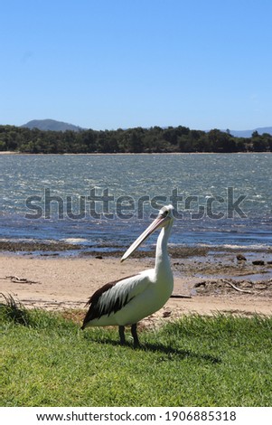 Pelicans in beach, large water birds with long beak, animals photography. 