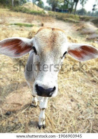 A picture of a white calf looking straight into the camera.