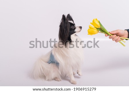 Funny dog with big shaggy black ears sniffs a bouquet of yellow tulips on a white background