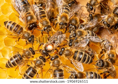 the queen (apis mellifera) marked with dot and bee workers around her - bee colony life Royalty-Free Stock Photo #1906926511