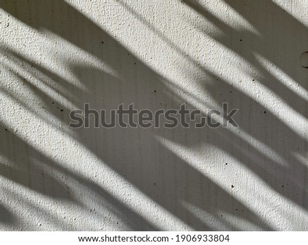 Gray shades tree with sunlight on white wall background