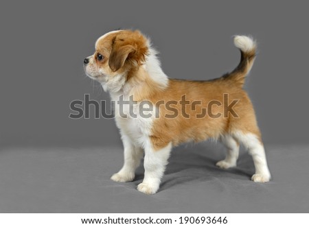 Cute pure breed chihuahua puppy poses in a gray background