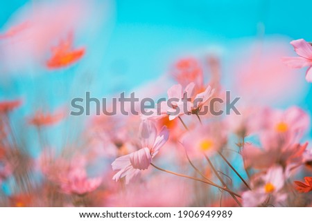 Soft focus beautiful cosmos flowers are blooming in vintage tones with bright sky background.