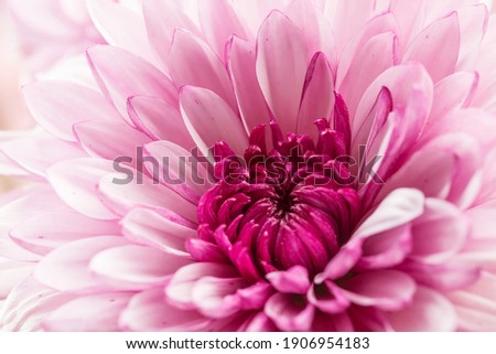 A close-up shot of a dahlia in full bloom